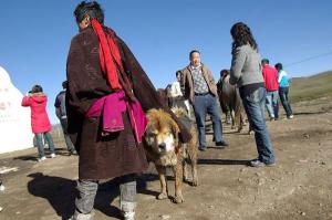Mastiff Dog Tibet